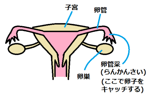 子宮と卵巣と卵管