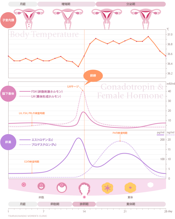 鶴川台ウィメンズクリニックHPより、月経周期とホルモン分泌の画像